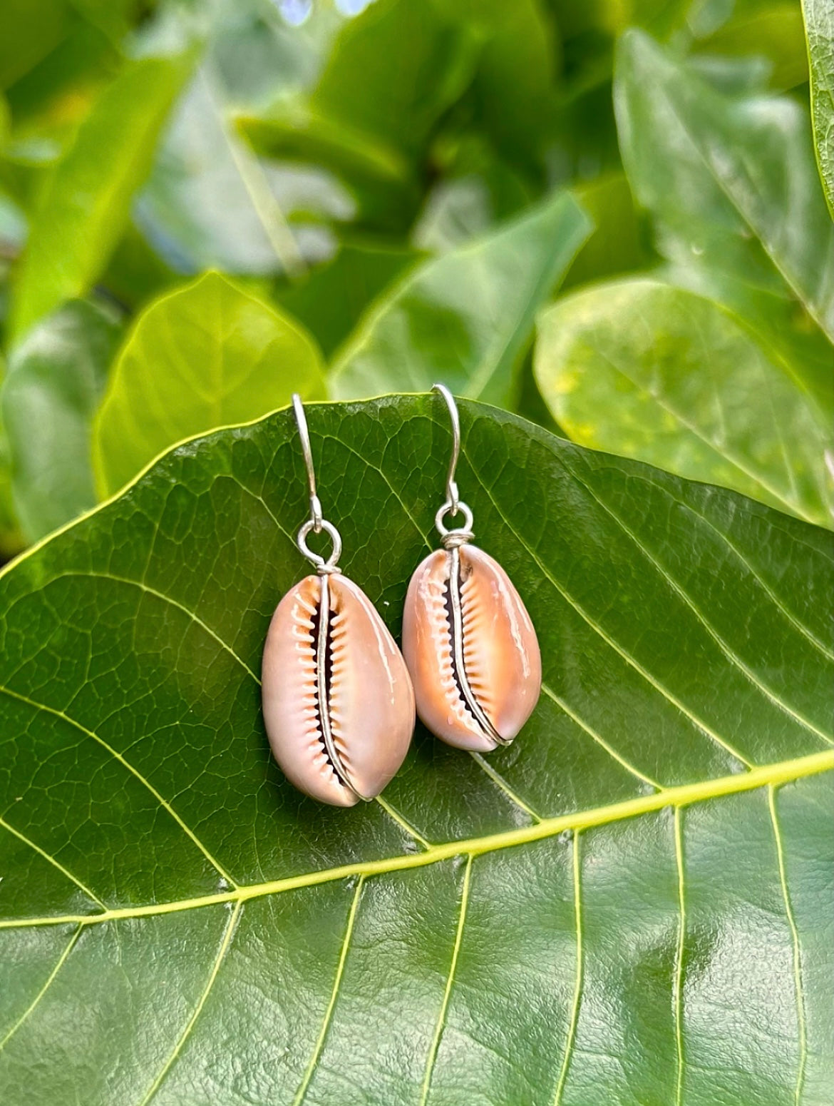 Cowry Earring Natural Brown       14k Gold Filled & Sterling Silver