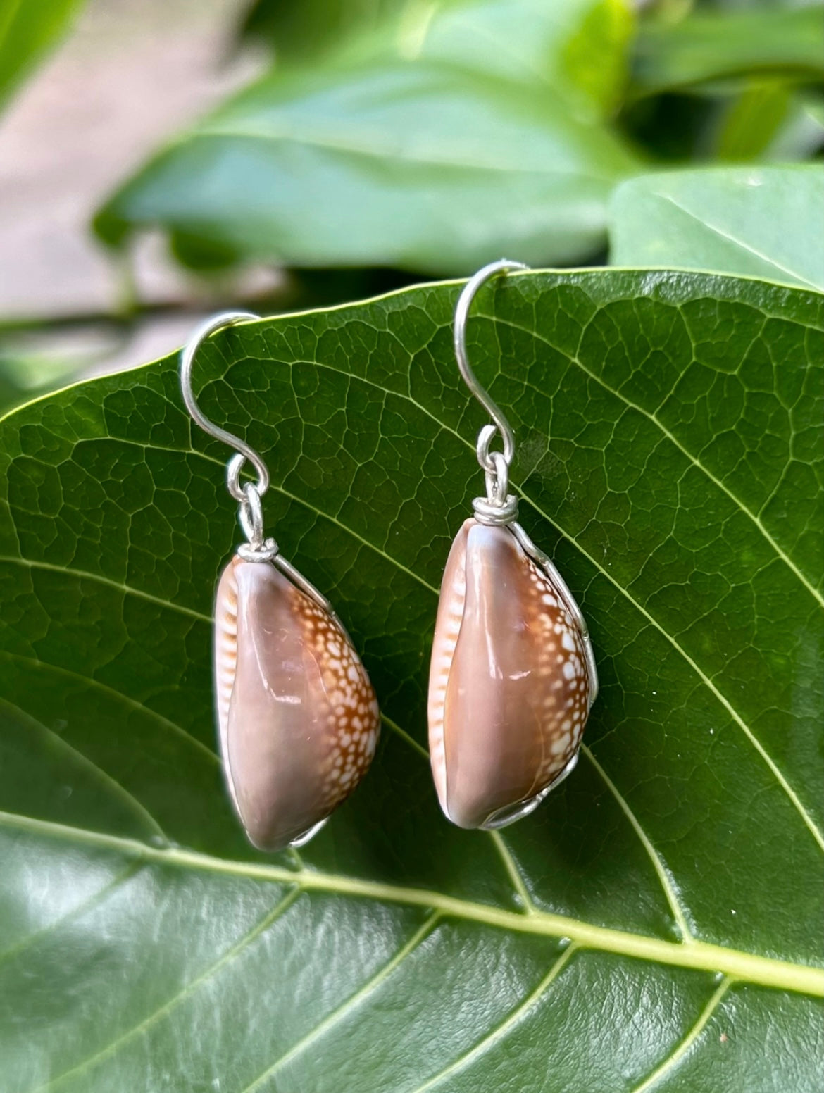 Cowry Earring Natural Brown       14k Gold Filled & Sterling Silver