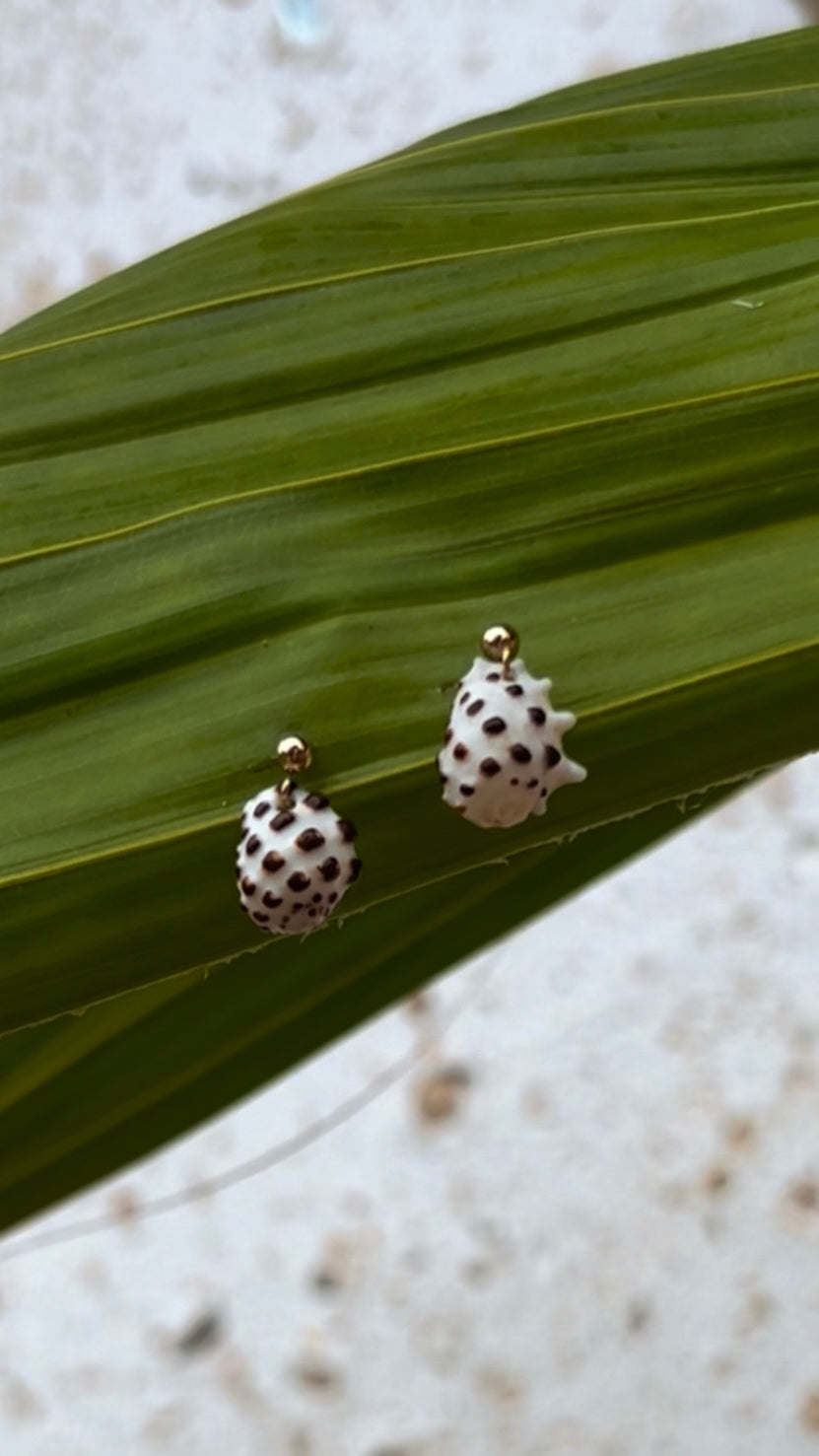 Drupe Shell Earring                   Sterling Silver Studs