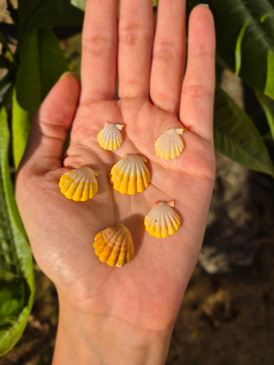 1.5" Honu Turtle Sunrise Shell Set | 14k Gold Filled